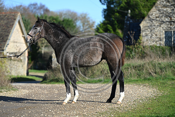 Foal_Selwood_PN24