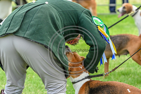 Festival of Hounds 2024