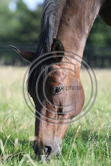 HorsesandFlyH_Nixonphoto_PN22_47960
