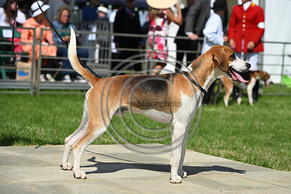 Festival of Hounds 2024