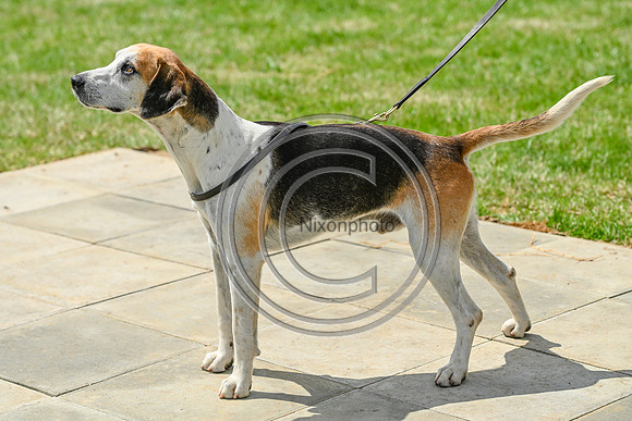 Festival of Hounds 2024