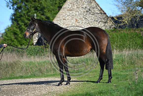 Mare_Selwood_PN9