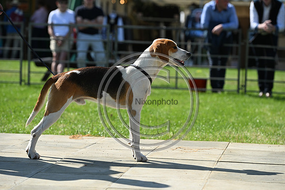 Festival of Hounds 2024
