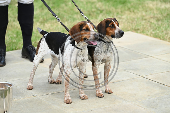 Festival of Hounds 2024