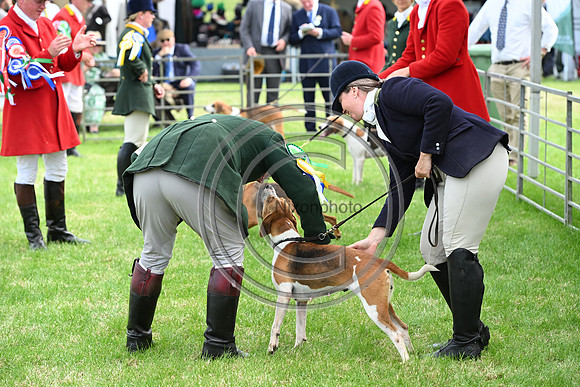 Festival of Hounds 2024