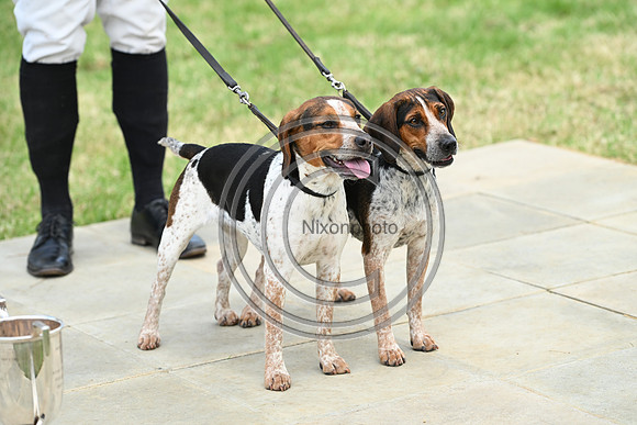 Festival of Hounds 2024
