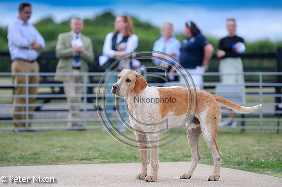 PrePuppyShow_BWCH_Hunt_PN22_27452