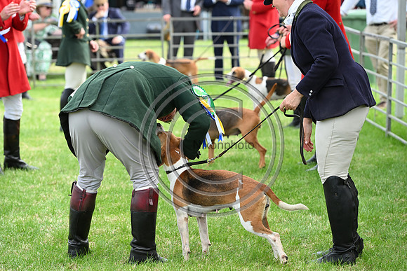 Festival of Hounds 2024