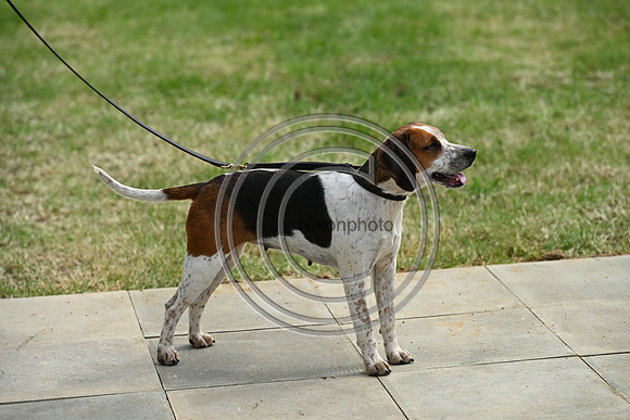 Festival of Hounds 2024