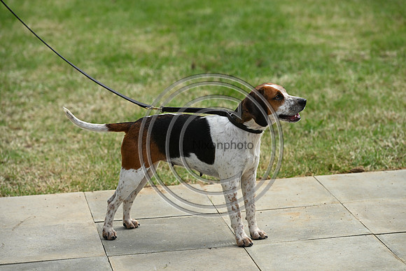 Festival of Hounds 2024