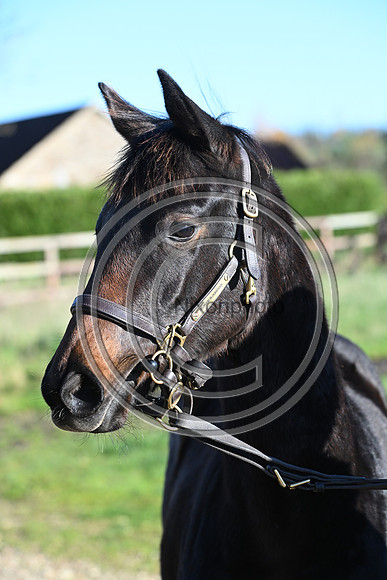Foal_Selwood_PN89