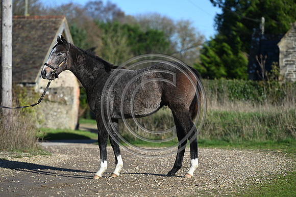 Foal_Selwood_PN27