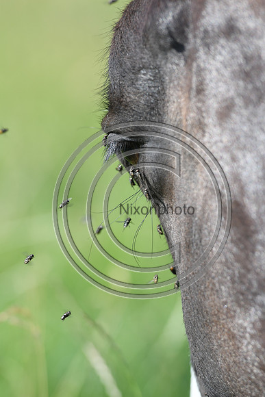 HorsesandFlyH_Nixonphoto_PN22_47972