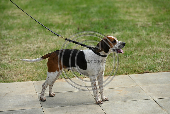 Festival of Hounds 2024