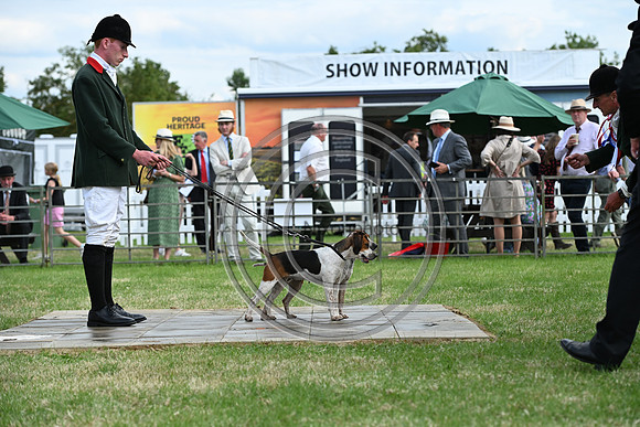 Festival of Hounds 2024