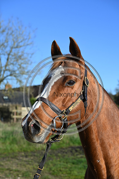 Mare_Selwood_PN44