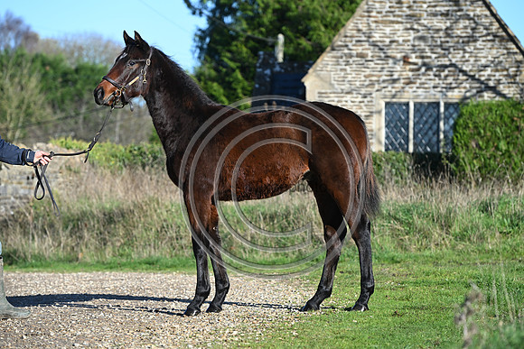 Foal_Selwood_PN48