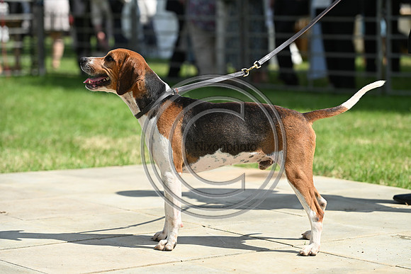 Festival of Hounds 2024