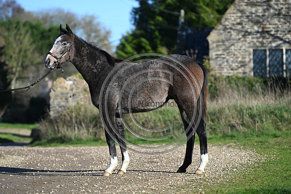 Foal_Selwood_PN18