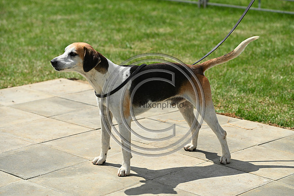 Festival of Hounds 2024