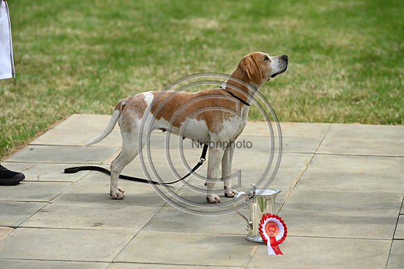 Festival of Hounds 2024