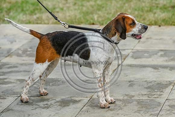 Festival of Hounds 2024