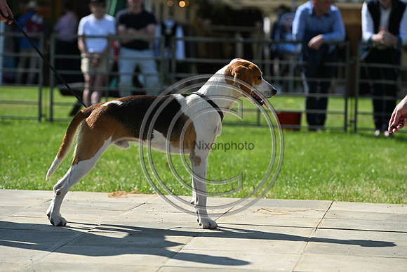 Festival of Hounds 2024