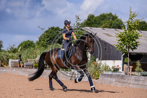 Collective Equestrian
