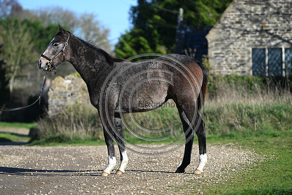 Foal_Selwood_PN13