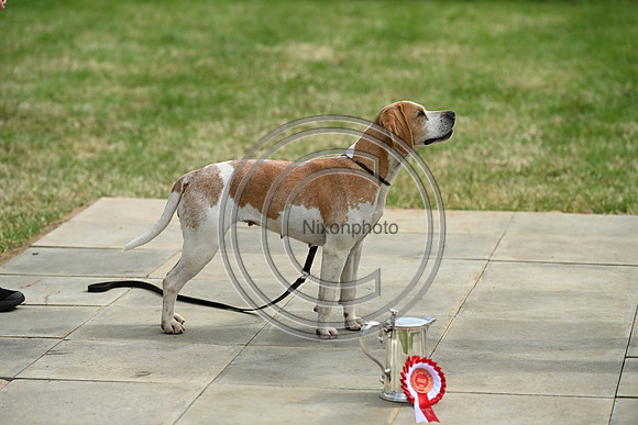 Festival of Hounds 2024