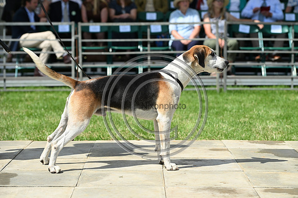 Festival of Hounds 2024