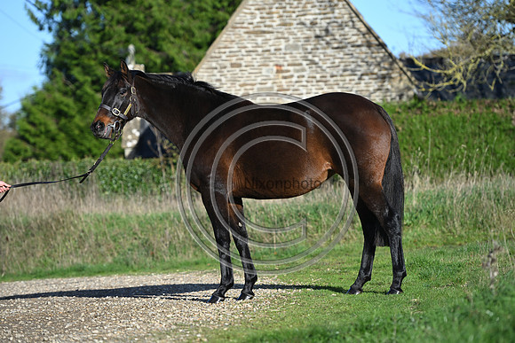 Mare_Selwood_PN16