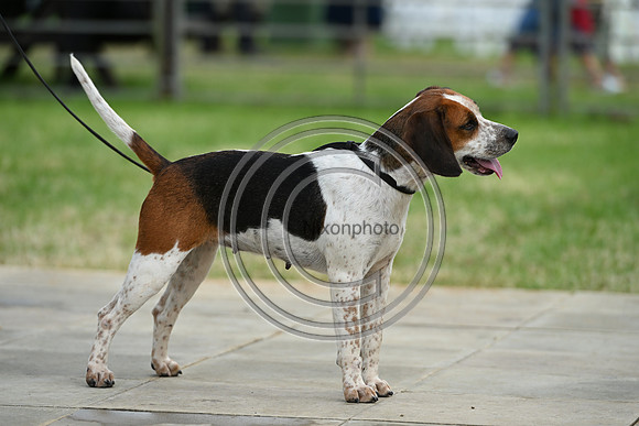 Festival of Hounds 2024