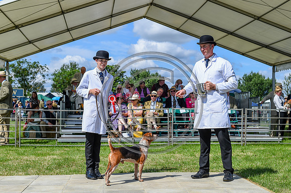 Festival of Hounds 2024