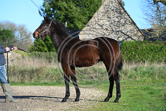 Foal_Selwood_PN59