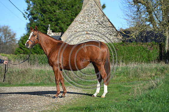 Mare_Selwood_PN23