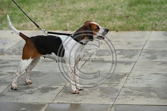 Festival of Hounds 2024