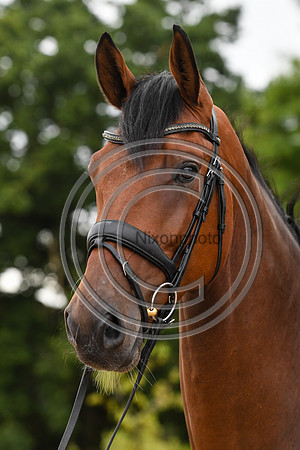 Collective Equestrian
