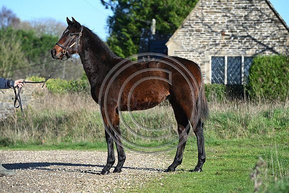 Foal_Selwood_PN50