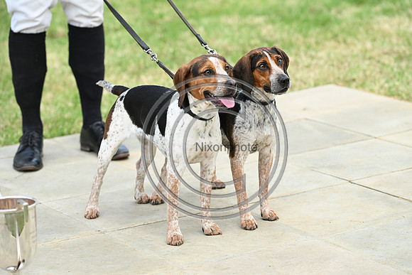 Festival of Hounds 2024