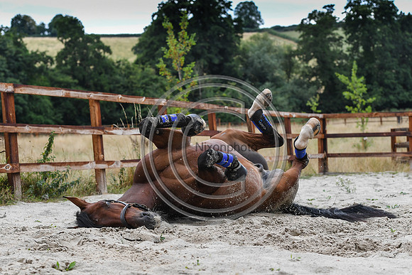Collective Equestrian