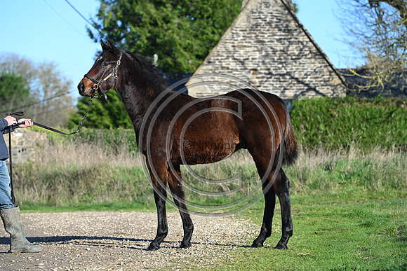 Foal_Selwood_PN58
