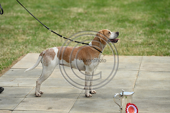 Festival of Hounds 2024