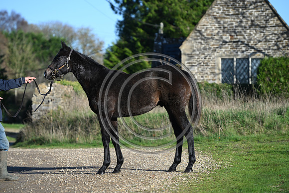 Foal_Selwood_PN31