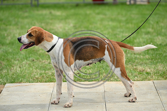 Festival of Hounds 2024