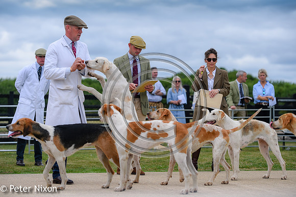 PrePuppyShow_BWCH_Hunt_PN22_27451