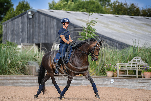Collective Equestrian