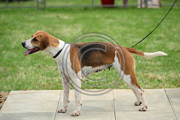 Festival of Hounds 2024