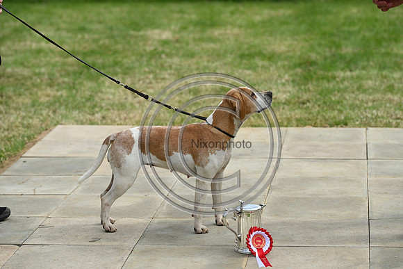 Festival of Hounds 2024