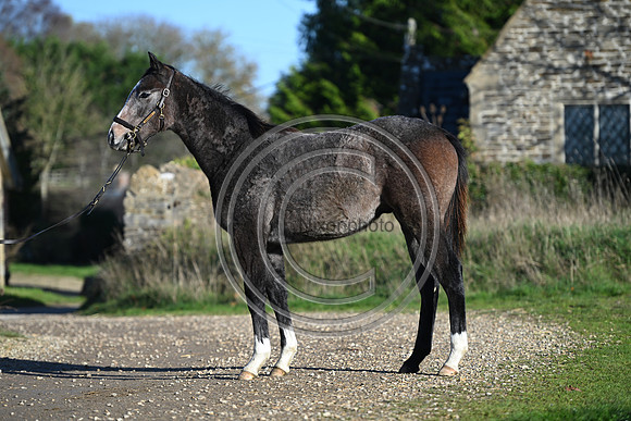 Foal_Selwood_PN15
